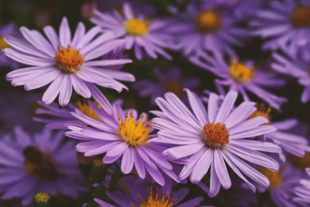 La Flor del Mes de Septiembre: Aster - Qué significa flor Aster la flor del mes de septiembre - Qué significa flor Aster