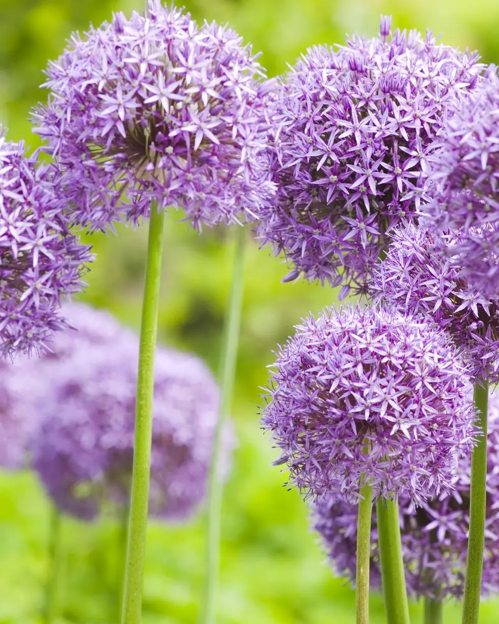 Flor Plantas Perennes: Belleza que Perdura - Qué significa flor perenne flor plantas perennes - Qué significa flor perenne