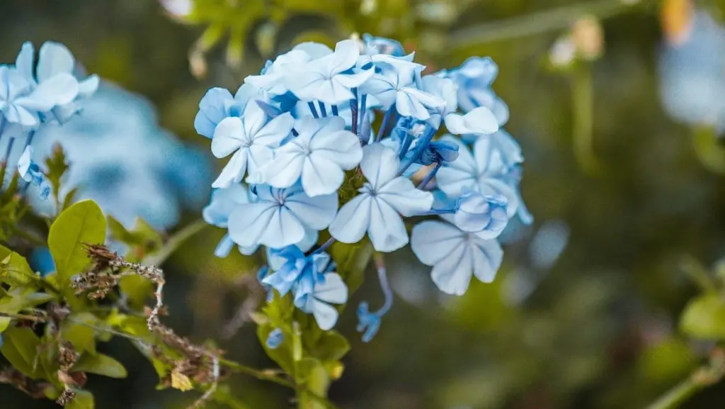flores azules y amarillas - Qué significa flores azules el 3 de octubre