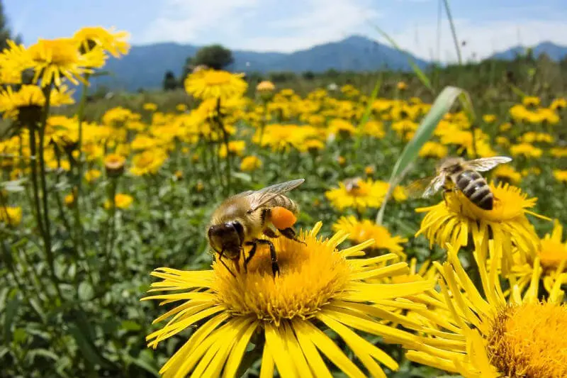 imagenes de abejas con flores - Qué significa la abeja y la flor