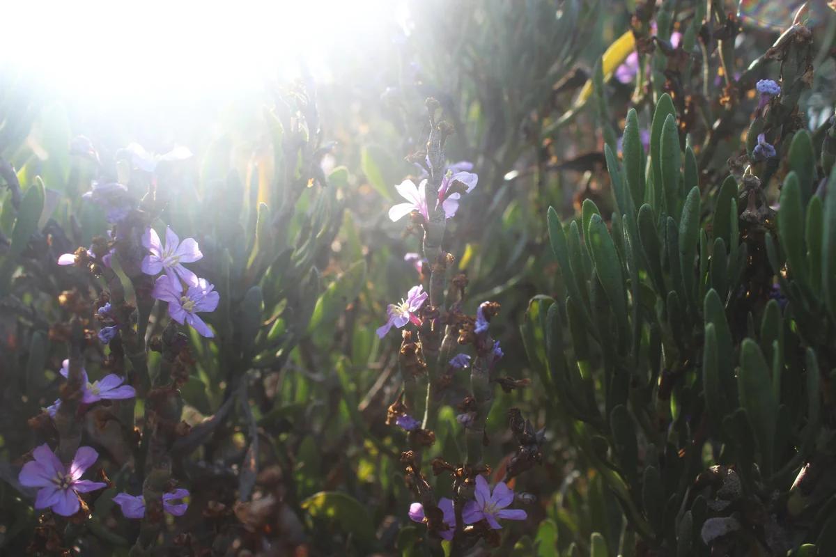 Signos del Zodiaco y Flores de Bach: La conexión entre tu signo y las flores curativas - Qué significa la flor Cerato signos del zodiaco y flores de bach - Qué significa la flor Cerato