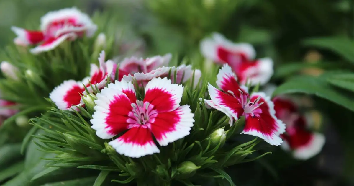 Flor Clavelina: Una belleza delicada y resistente - Qué significa la flor Clavelina flor clavelina - Qué significa la flor Clavelina