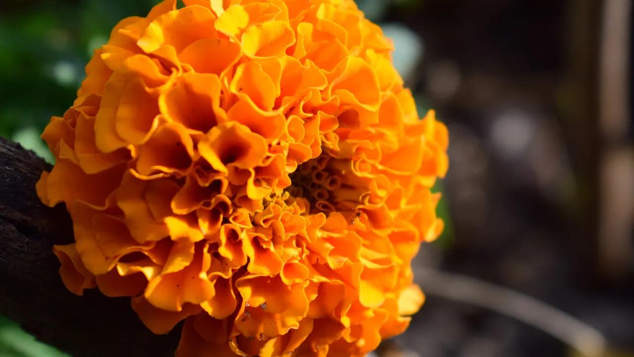 La Flor de Cempasúchil: Belleza y Significado en el Día de Muertos - Qué significa la flor de cempasúchil para los muertos flor de cempasúchil - Qué significa la flor de cempasúchil para los muertos