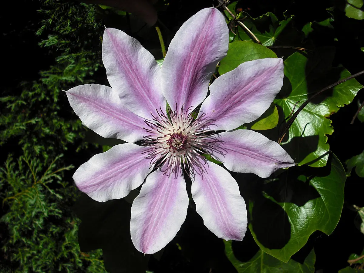 Clematis Flores de Bach - Qué significa la flor de clematis clematis flores de bach - Qué significa la flor de clematis