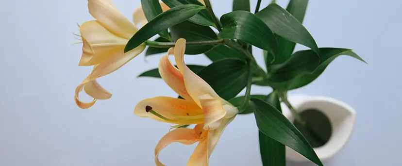 Flor del Lazo: Belleza y Cuidados - Qué significa la flor de lirio blanco flor del lazo - Qué significa la flor de lirio blanco