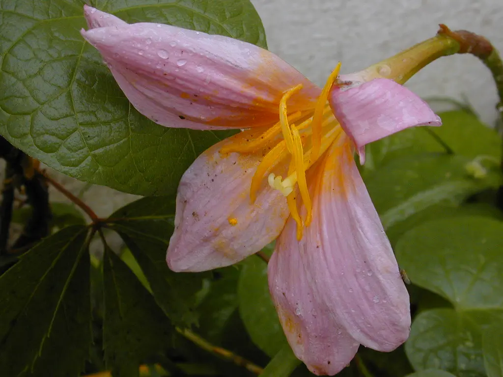 flor de la lluvia - Qué significa la flor de lluvia
