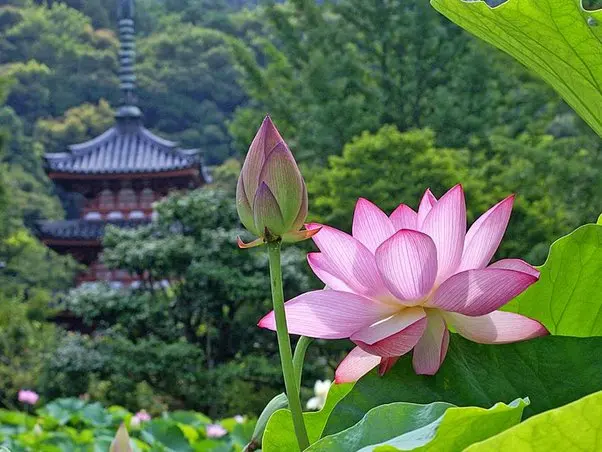 La Flor de Loto Asiática: Belleza y Significado Espiritual - Qué significa la flor de loto en Asia flor de loto asiatica - Qué significa la flor de loto en Asia