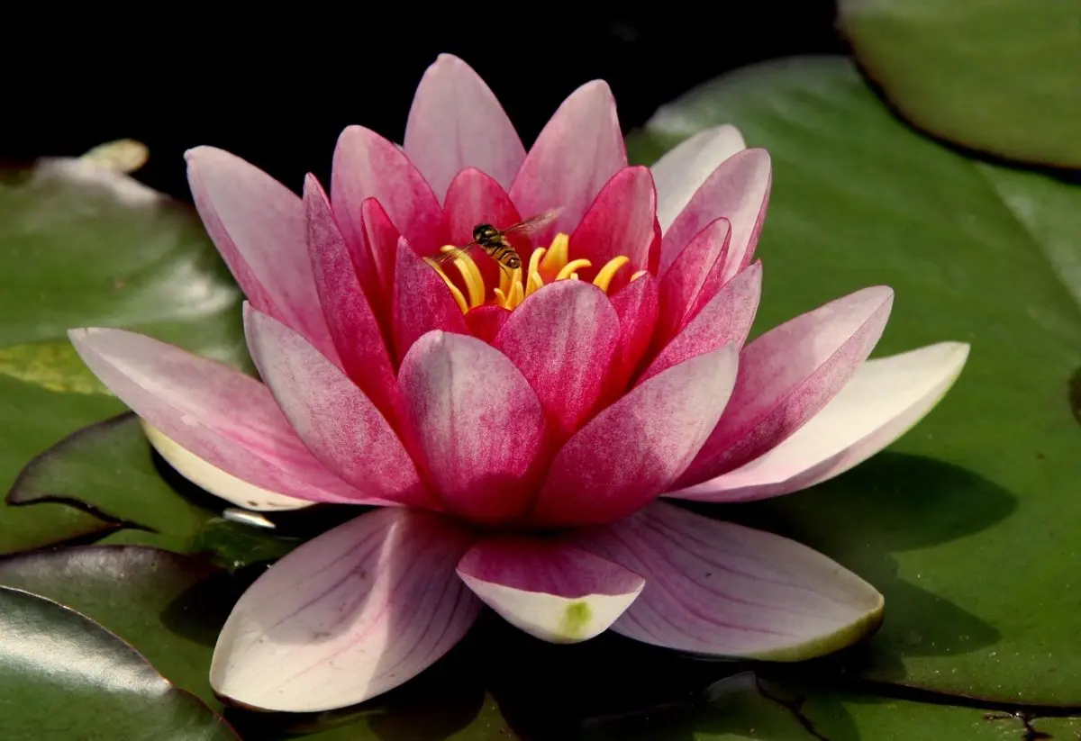 La Flor de Loto Asiática: Belleza y Significado Espiritual - Qué significa la flor de loto en Corea flor de loto asiatica - Qué significa la flor de loto en Corea