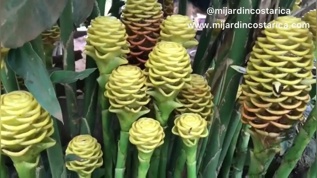 La Flor de Colmena: Belleza y Misterio - Qué significa la flor de maraca flor de colmena - Qué significa la flor de maraca