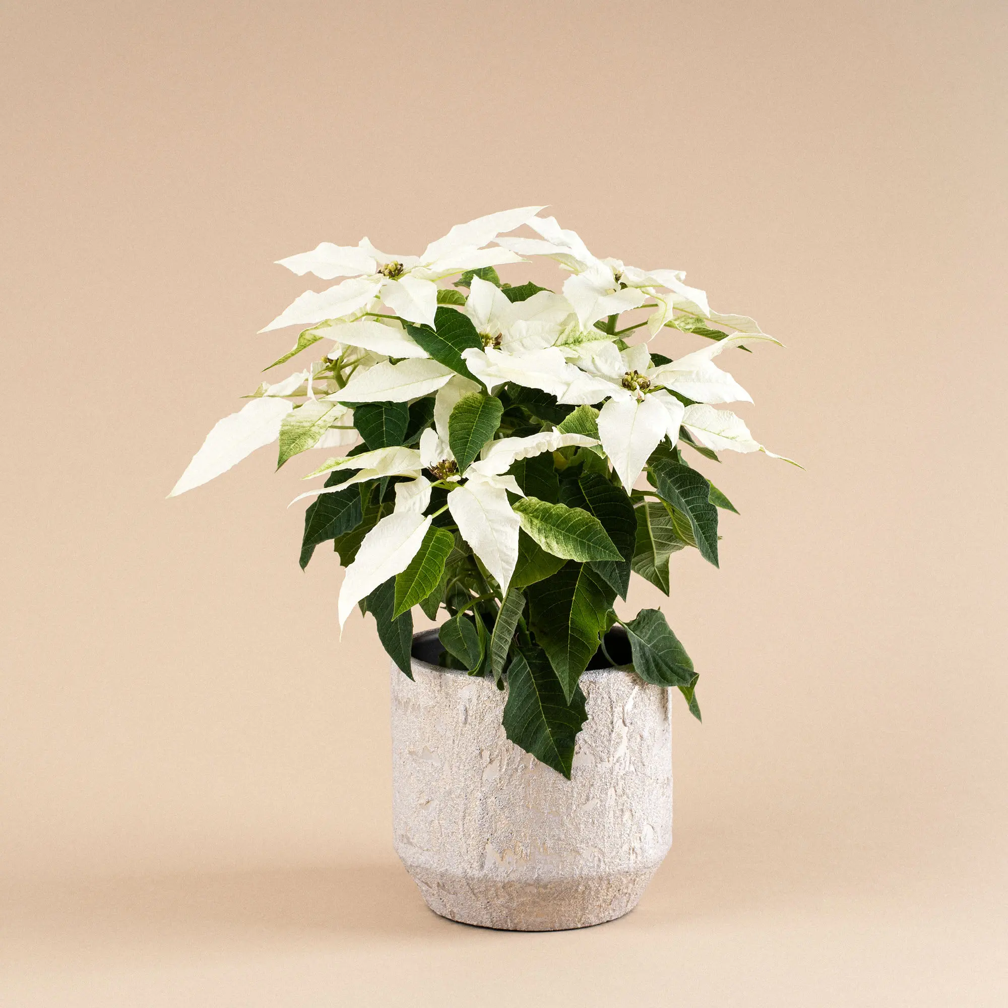 Flor de Pascua Blanca: Significado y Cuidados - Qué significa la flor de Pascua blanca flor de pascua blanca - Qué significa la flor de Pascua blanca
