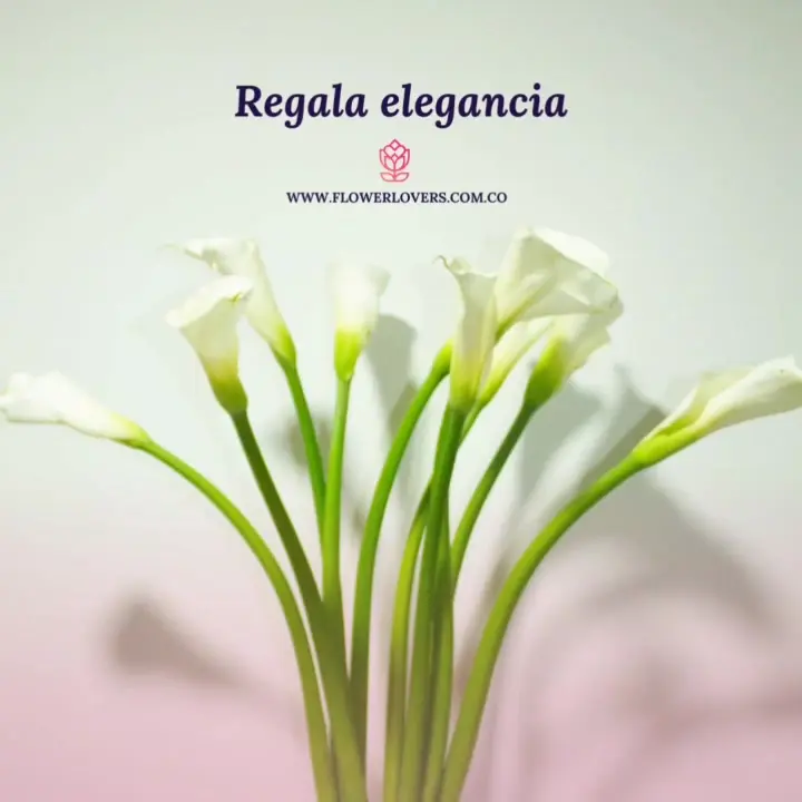 Flor Cartucho Amarillo: Una Belleza Llamativa - Qué significa la flor del cartucho flor cartucho amarillo - Qué significa la flor del cartucho
