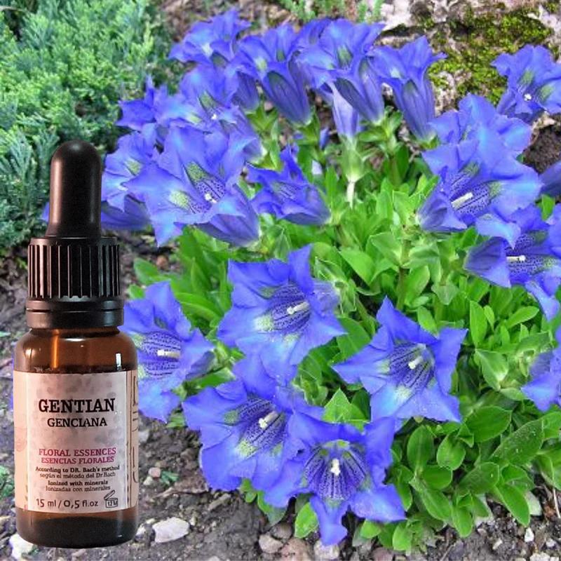 genciana flores de bach - Qué significa la flor Gentian