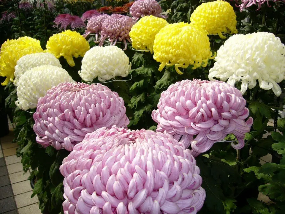 Flor japonesa kiku: Belleza y simbolismo - Qué significa la flor Kiku flor japonesa kiku - Qué significa la flor Kiku