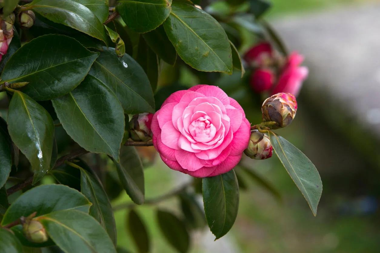 flores parecidas a las rosas - Qué significa la flor lisianthus