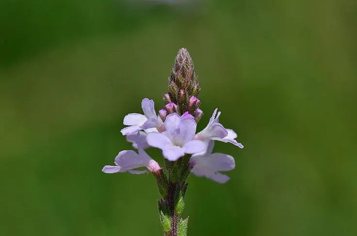 vervain flores de bach - Qué significa la flor Vervain