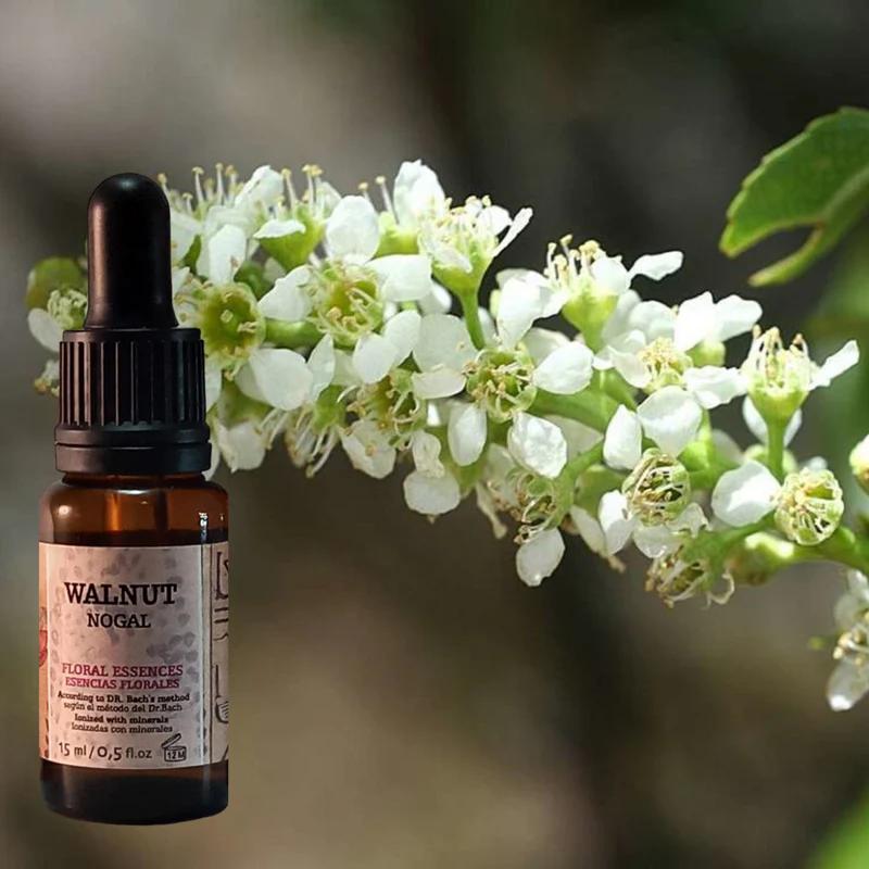 flores de bach nogal - Qué significa la flor Walnut