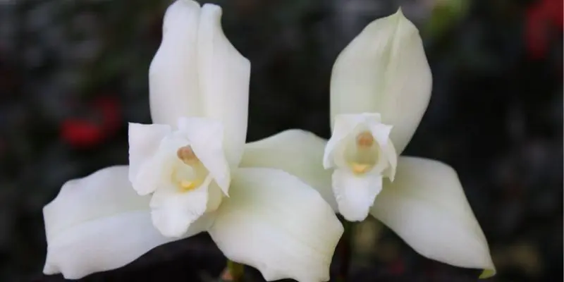 la flor nacional de guatemala - Qué significa la Monja Blanca Flor Nacional de Guatemala