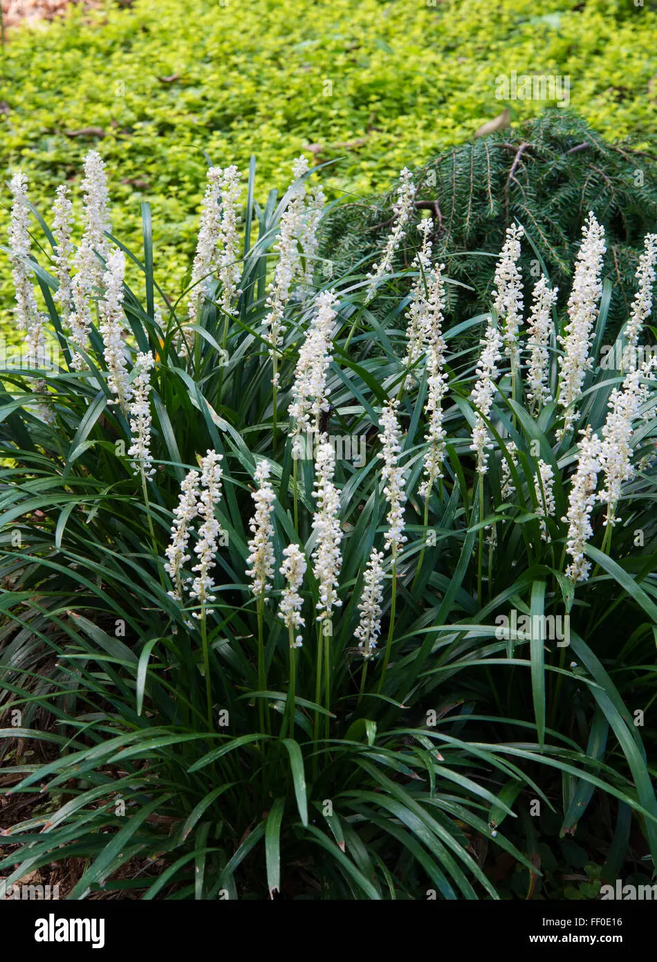 liriope flor blanca - Qué significa la palabra liriope