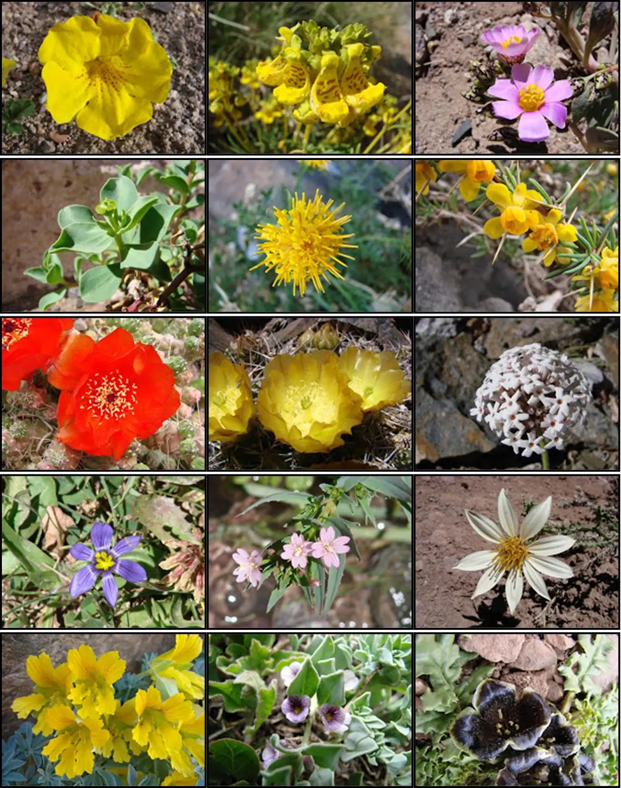 flora de uspallata - Qué significa la palabra Uspallata