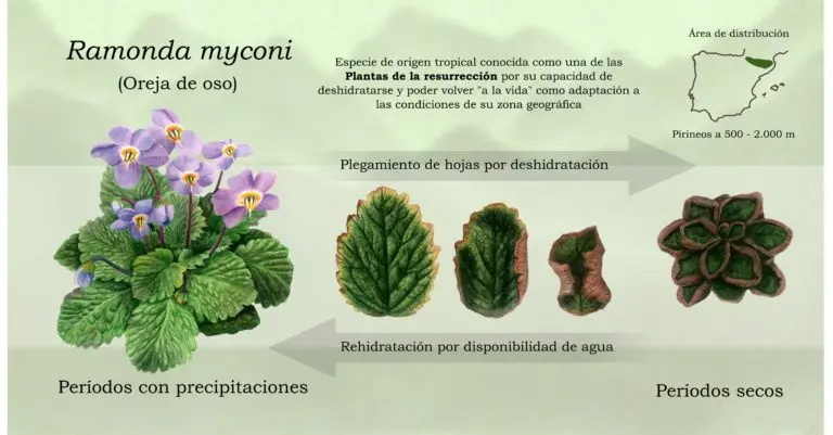 Flor Oreja de Oso: Una Joya del Pirineo - Qué significa la planta oreja de oso flor oreja de oso - Qué significa la planta oreja de oso