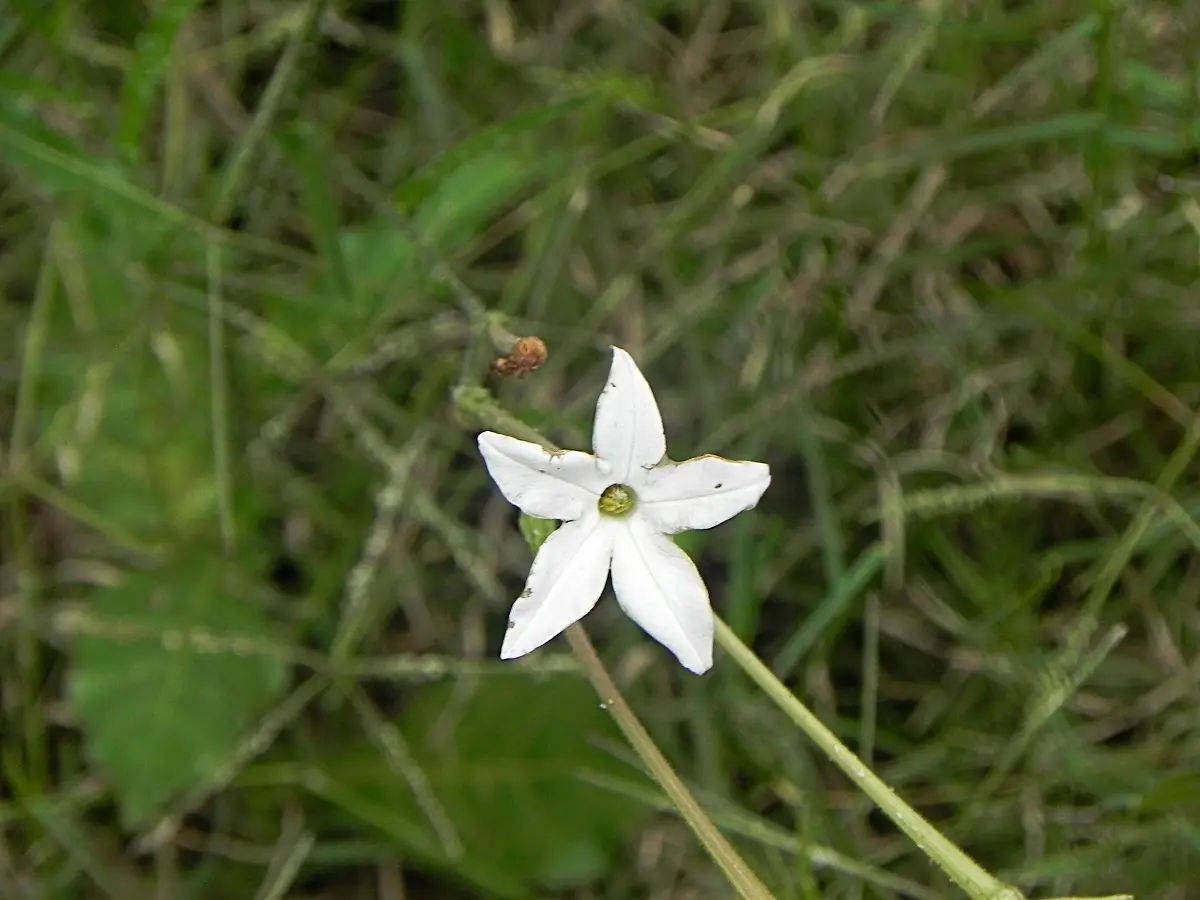 nicotiana longiflora flor de sapo - Qué significa Nicotiana