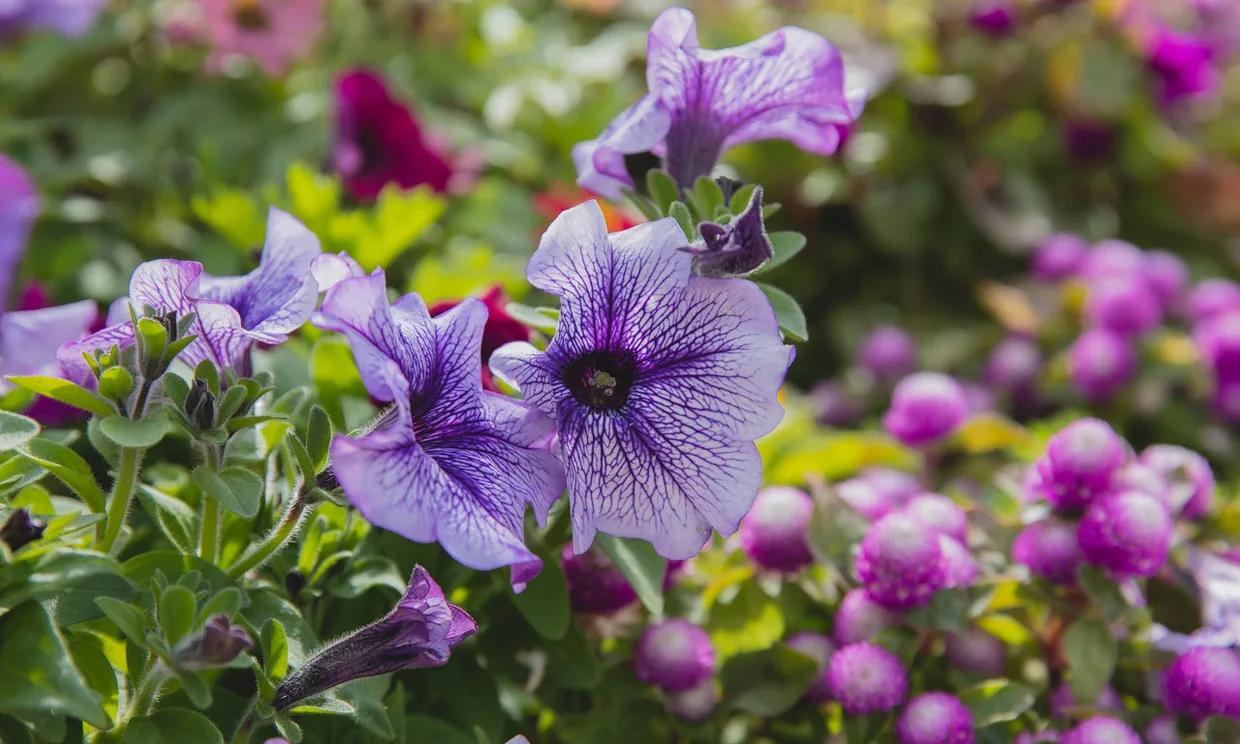 flores anuales - Qué significa que una flor sea anual