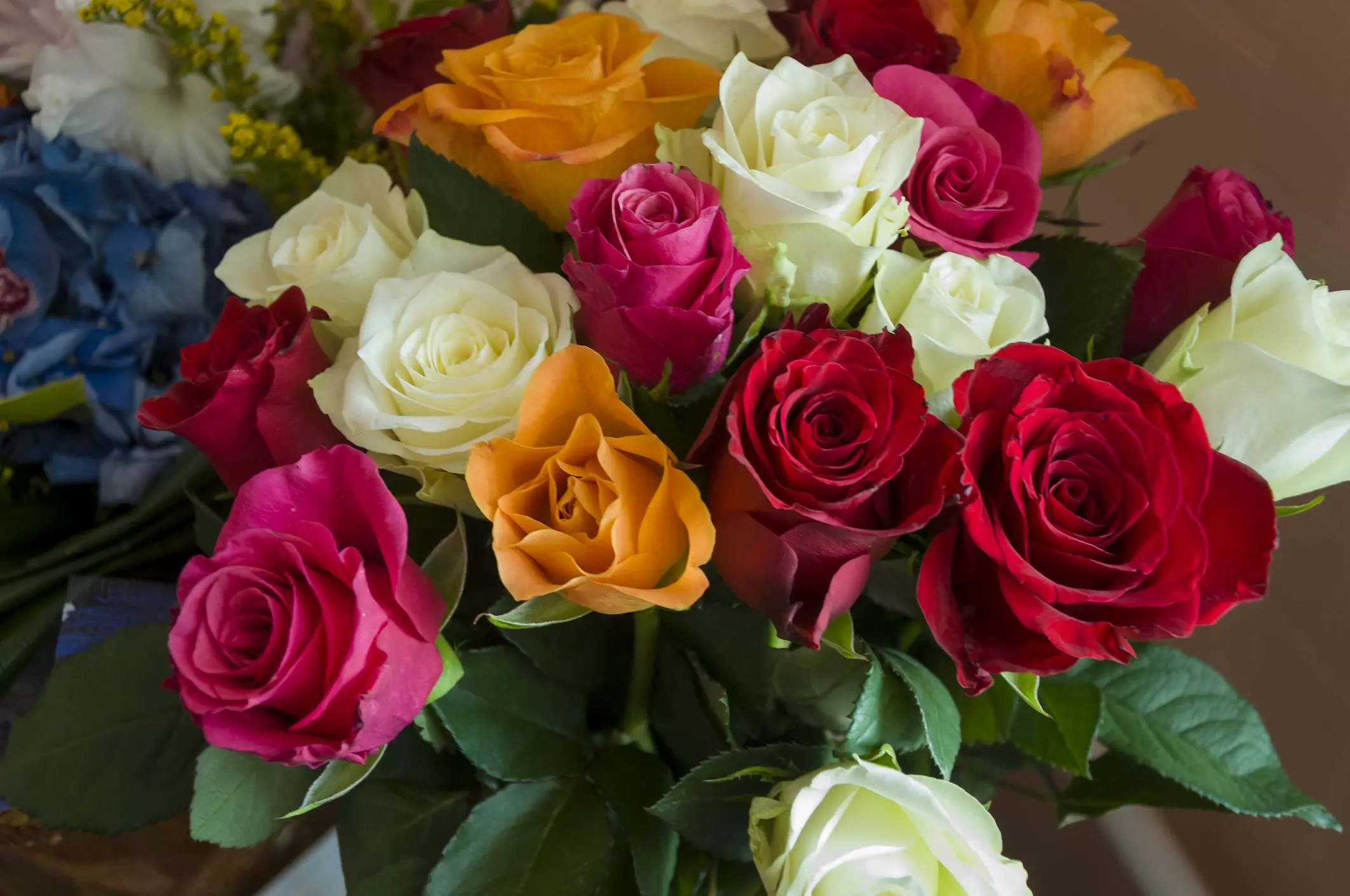 Las flores más bonitas de color rojo - Qué significa regalar una rosa roja flores rojas - Qué significa regalar una rosa roja