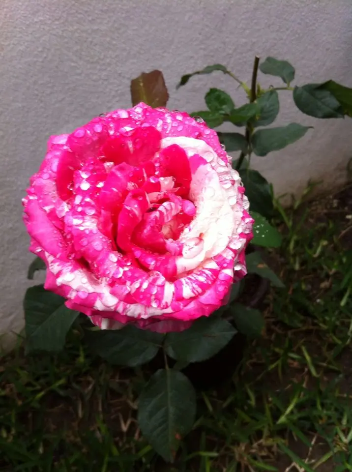 flor rosa payaso - Qué significa Rosa sp