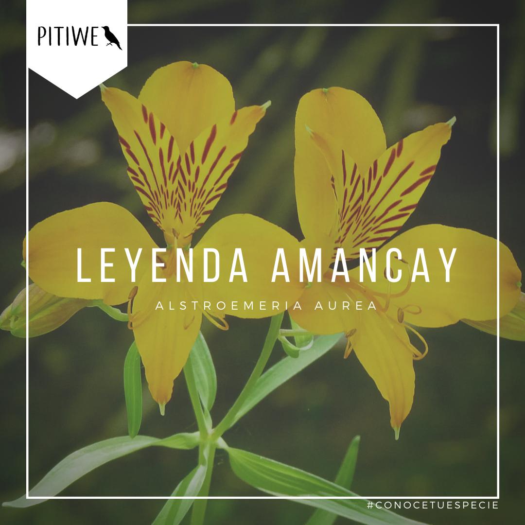 leyenda de la flor del amancay - Qué significa Ten-Ten Mahuida