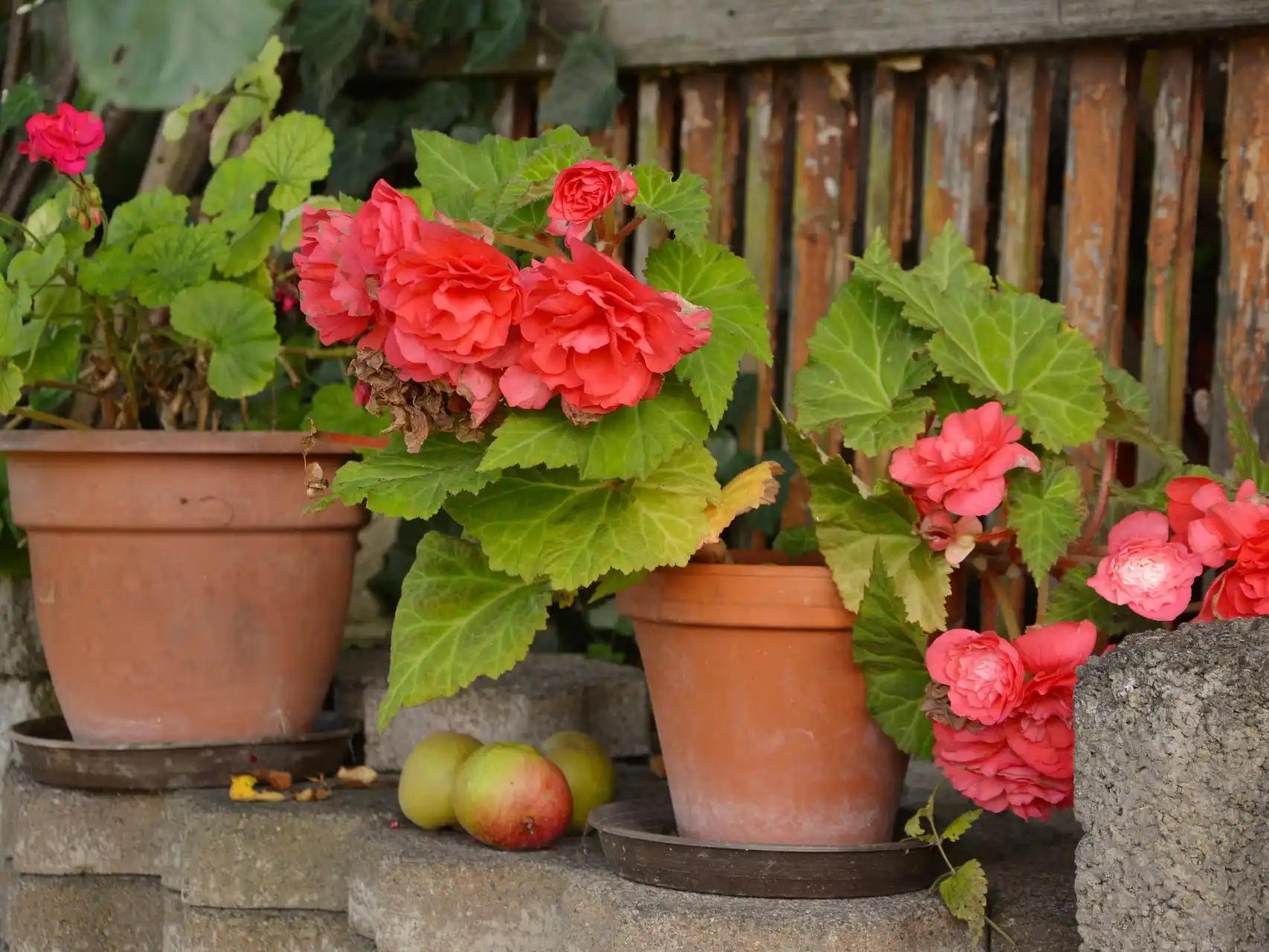 flores en el hogar - Qué significa tener flores en la casa