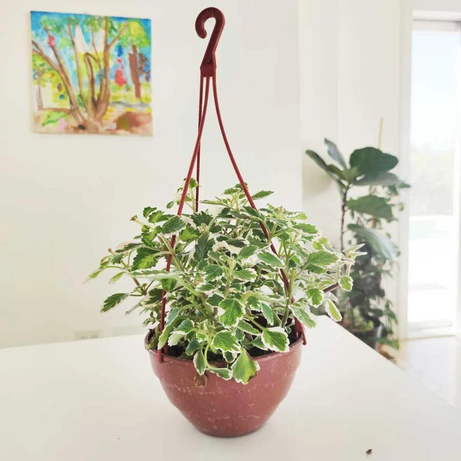 flor de incienso - Qué significa tener una planta de incienso en casa