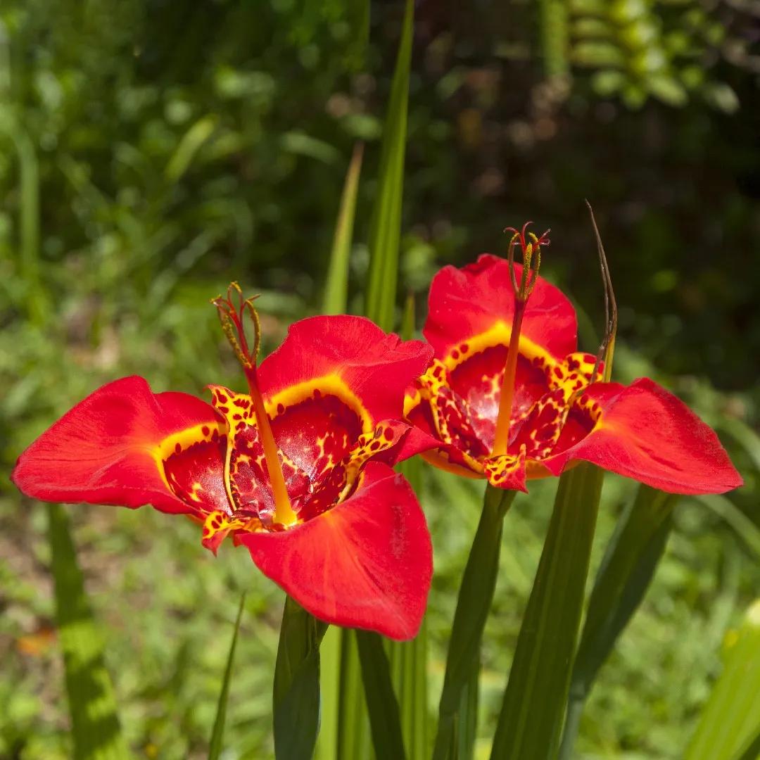 La Flor de un Día: Belleza Efímera en tu Jardín - Qué significado tiene la flor de tigre flor de un dia - Qué significado tiene la flor de tigre