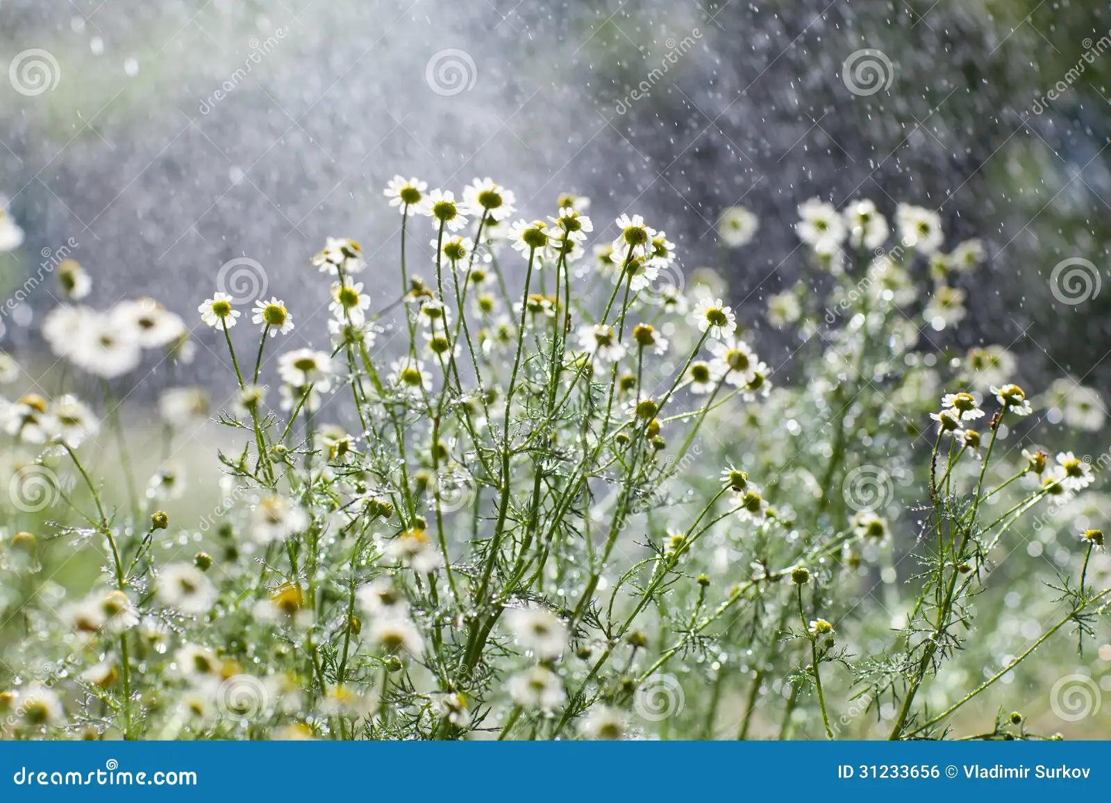 El significado de la flor lluvia en una boda - Qué significado tiene la paniculata flor lluvia - Qué significado tiene la paniculata