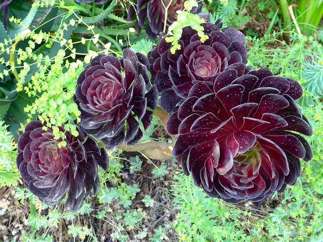 flor de jerico negra - Qué significado tiene la planta de Jericó