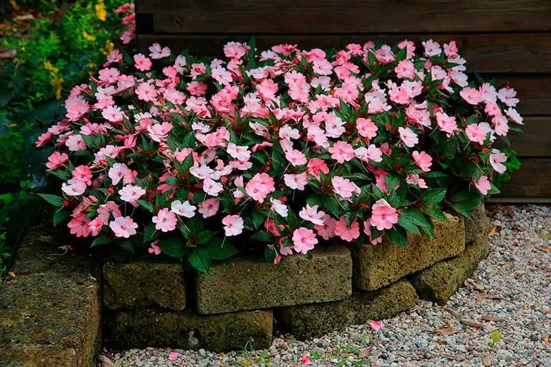 Flor Alegría del Hogar: Cuidados y características - Qué significan las alegrías del hogar flor alegria del hogar - Qué significan las alegrías del hogar