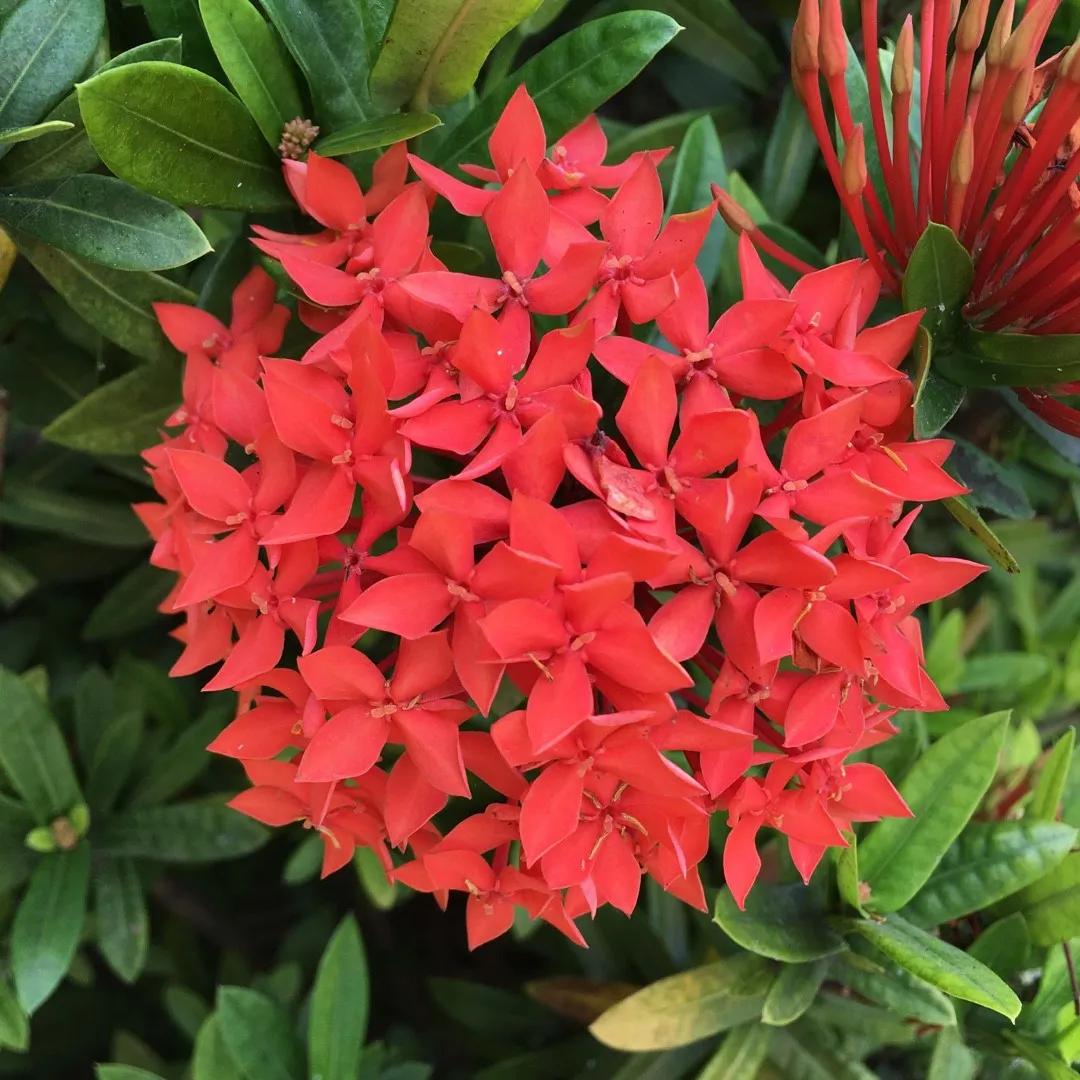 flores de coral - Que simboliza la flor Ixora