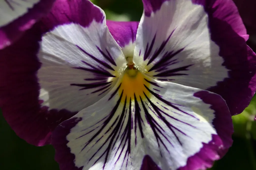 Pensamiento Malva Flor: Significado y aplicaciones en el diseño - Que simbolizan las malvas pensamiento malva flor - Que simbolizan las malvas