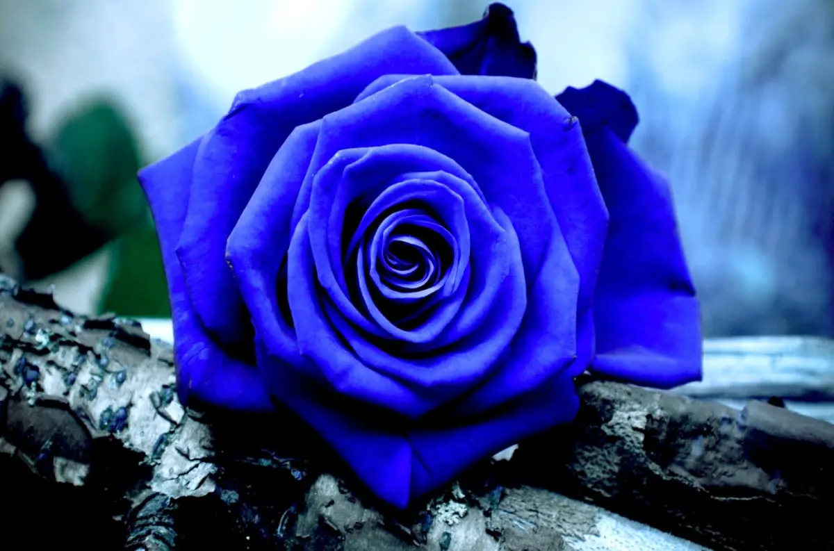 Flores Rosas y Azules: Significado y Simbolismo - Qué simbolizan rosas azules flores rosas y azules - Qué simbolizan rosas azules