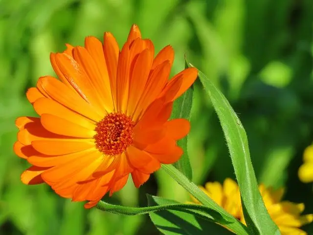 Flor de Caléndula: Beneficios y Usos - Qué Sirve la crema de caléndula flor de calendula para que sirve - Qué Sirve la crema de caléndula