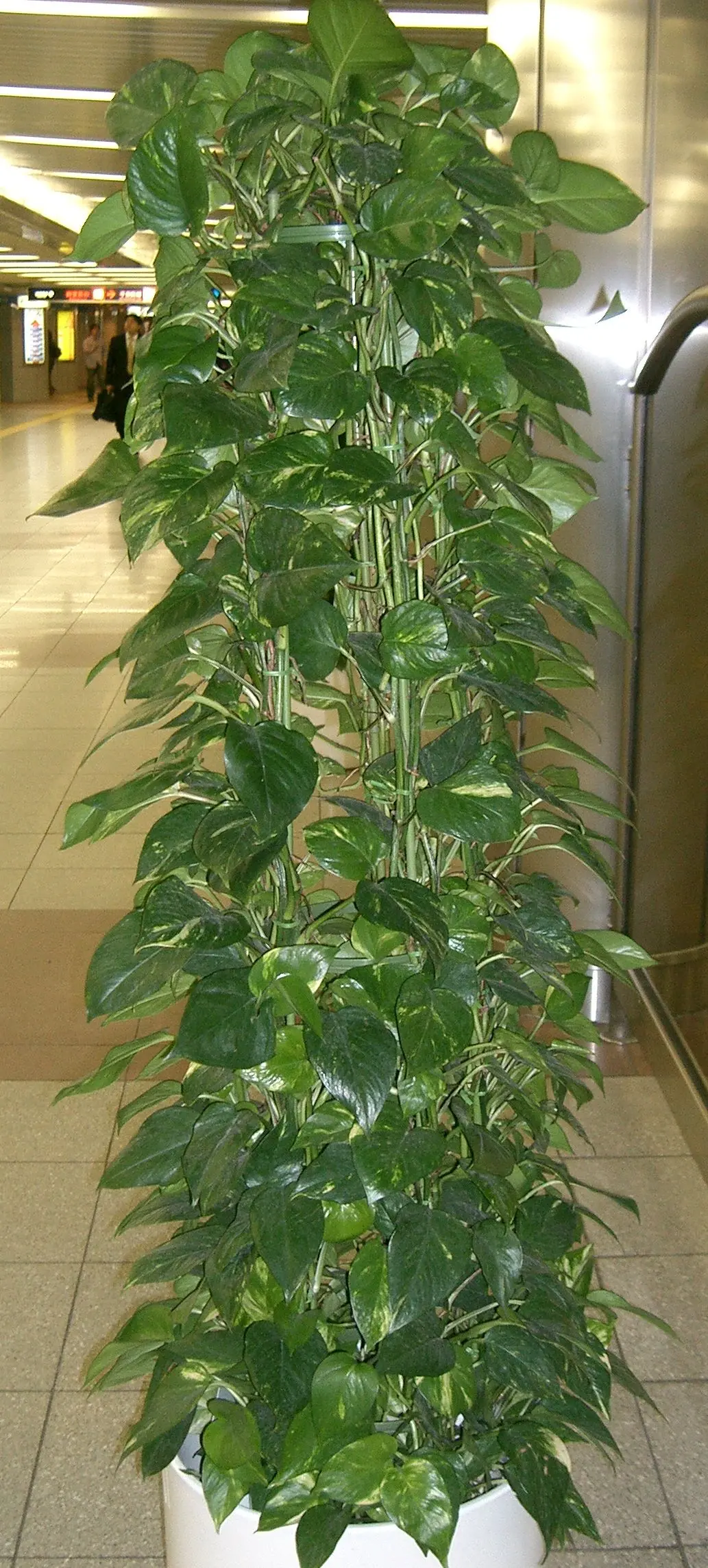 plantas de interior con flor - Qué son flores de interior