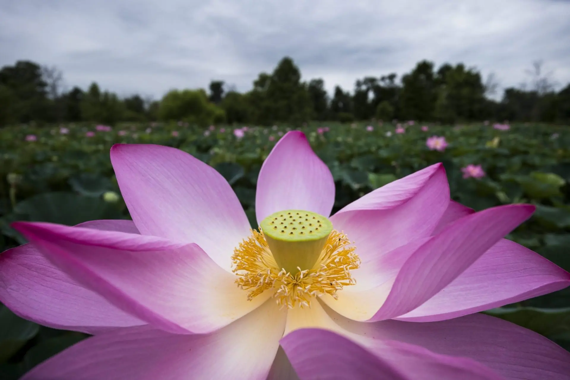 Flores bajo luz ultravioleta: Cambios en los pigmentos y su impacto en la polinización - Qué son las flores fluorescentes flores bajo luz ultravioleta - Qué son las flores fluorescentes