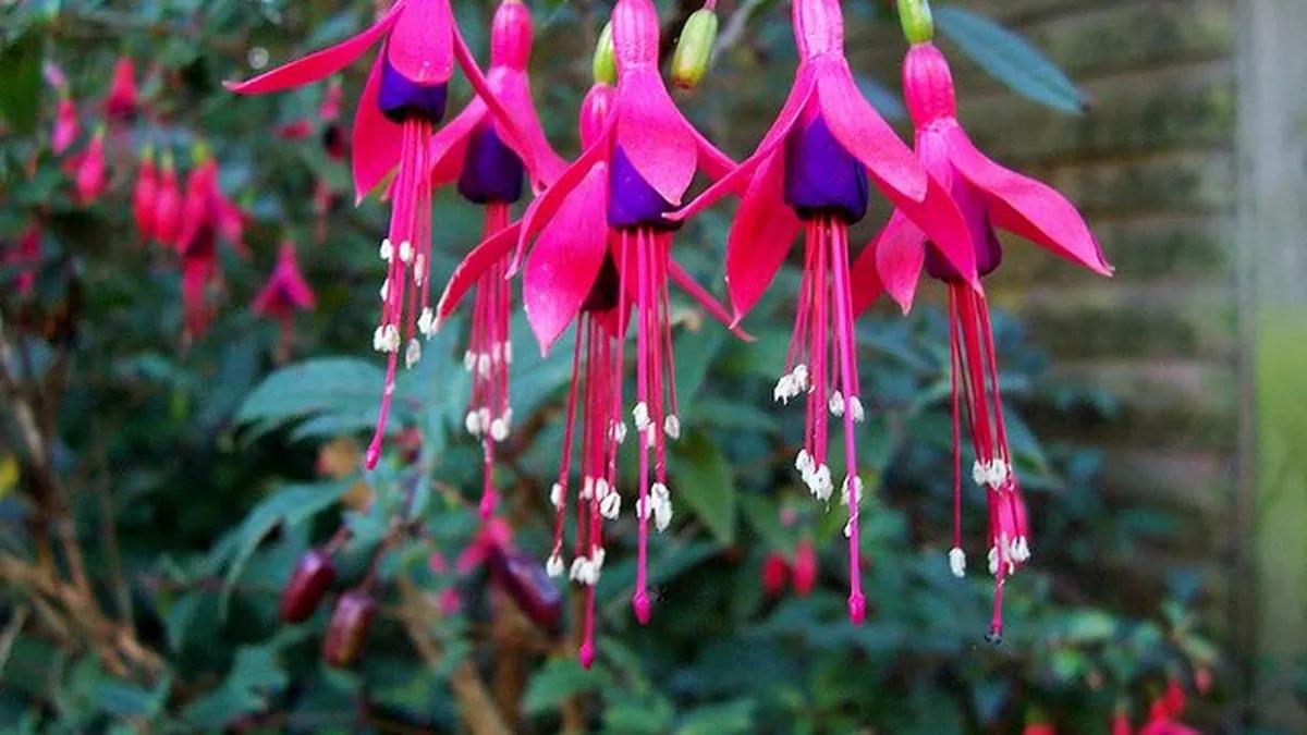 flores nativas de argentina - Qué son las plantas nativas