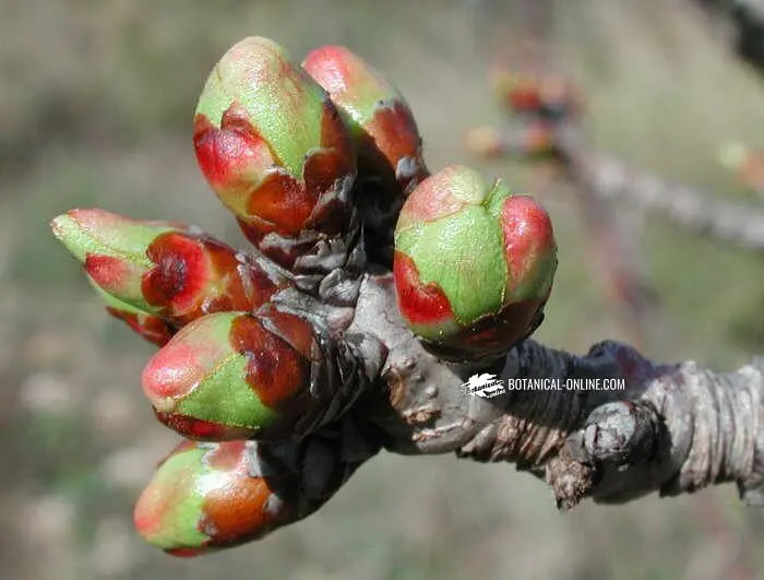 Yema de flor: todo lo que necesitas saber - Qué son las yemas de flor yema de flor - Qué son las yemas de flor
