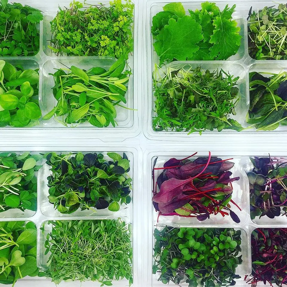 venta de brotes y flores comestibles - Qué son los brotes comestibles