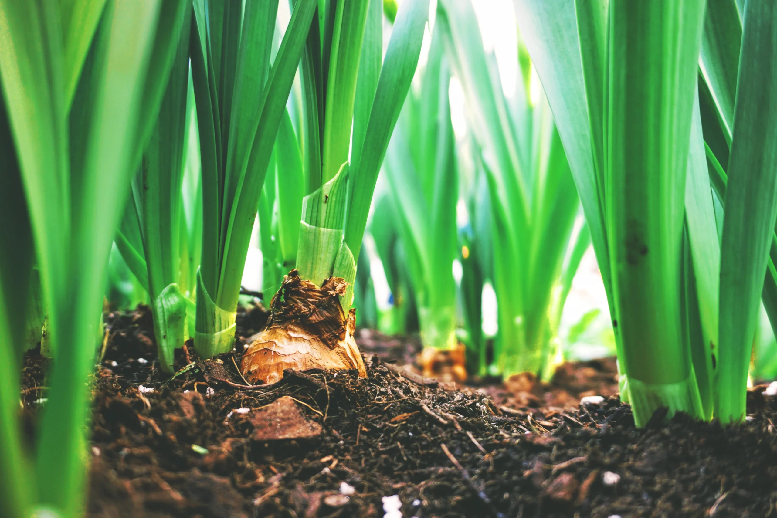 Plantas de bulbos con flores blancas: belleza y elegancia en tu jardín - Qué son los bulbos y 10 ejemplos plantas de bulbos con flores blancas - Qué son los bulbos y 10 ejemplos