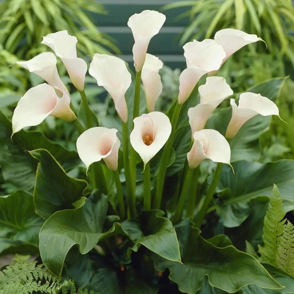 Cartuchos de flores: Una belleza natural - Qué son los cartuchos en flores cartuchos flores - Qué son los cartuchos en flores