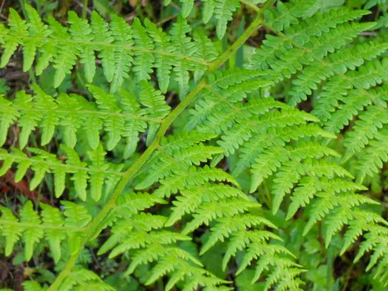 Plantas sin flor: Los maravillosos helechos - Qué son los helechos y ejemplos plantas sin flor helechos - Qué son los helechos y ejemplos