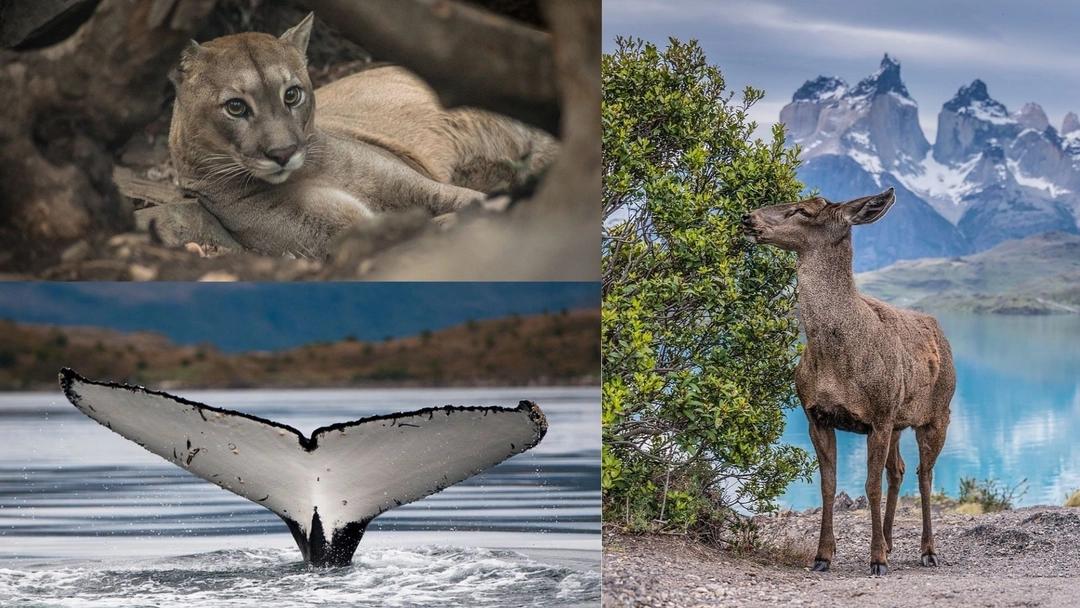 Parque Nacional Patagonia: Un tesoro de flora y fauna - Qué son los parque nacionales de la Patagonia parque nacional patagonia flora y fauna - Qué son los parque nacionales de la Patagonia