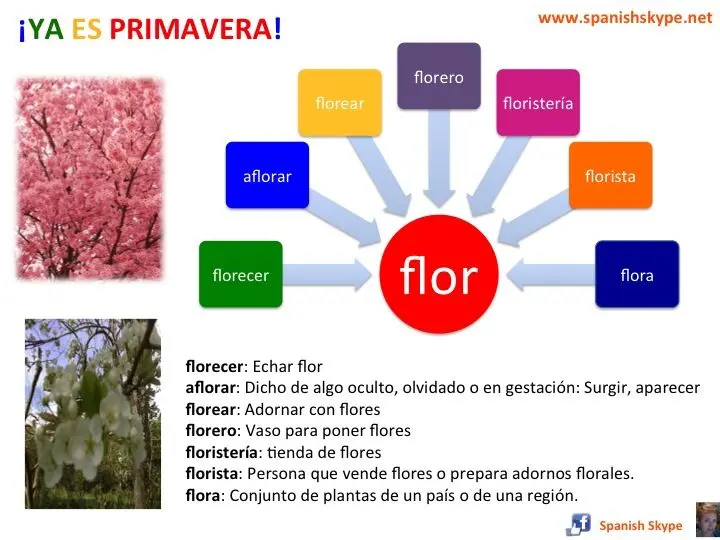 Flores: ¿Qué sustantivo es? Analizando el entorno floral - Qué sustantivo es flor común o propio flores que sustantivo es - Qué sustantivo es flor común o propio