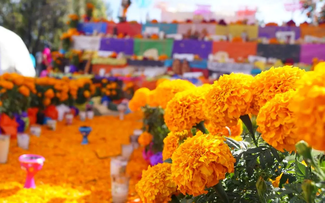 Flor de Cempasúchil: El Símbolo del Día de Muertos en México - Que tienen que ver las flores caléndulas cempasúchil con el Día de Muertos flor de cempasúchil dia de muertos - Que tienen que ver las flores caléndulas cempasúchil con el Día de Muertos